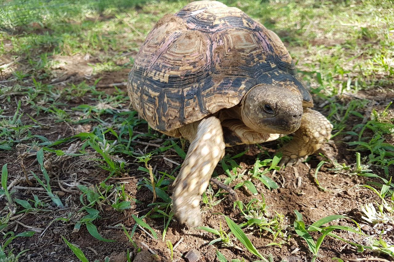 Ithabiseng Guest Farm Otel Bela-Bela Dış mekan fotoğraf